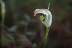 Pterostylis baptistii