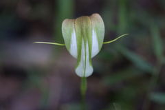 Pterostylis baptistii