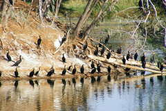 Phalacrocorax carbo