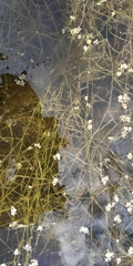 Potamogeton trichoides