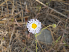 Erigeron filifolius
