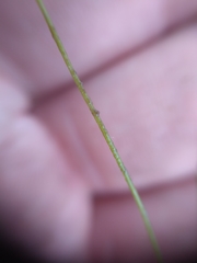 Potamogeton trichoides