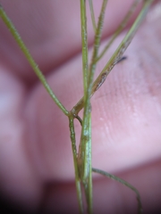 Potamogeton trichoides