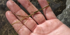Potamogeton trichoides