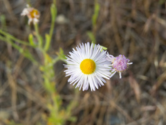 Erigeron filifolius