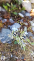 Myosotis alpestris