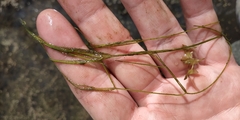 Potamogeton trichoides