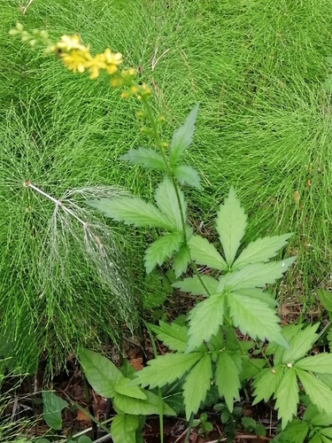 Hairy Agrimony