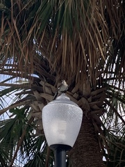 Mimus polyglottos image