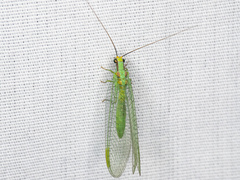 Chrysopa coloradensis