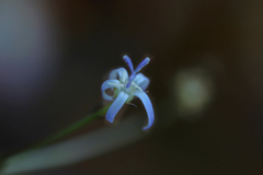 Wahlenbergia magaliesbergensis