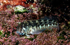Horned Blenny photo 4