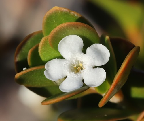 Logania buxifolia · iNaturalist