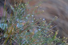 Wahlenbergia magaliesbergensis