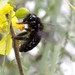 Galápagos Carpenter Bee - Photo (c) Craig Peter, some rights reserved (CC BY-NC), uploaded by Craig Peter