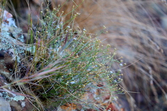 Wahlenbergia magaliesbergensis