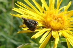 Tebenna bjerkandrella