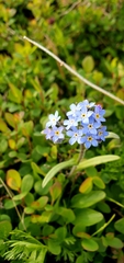 Myosotis alpestris