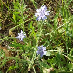 Cichorium endivia