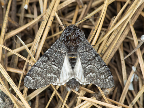 Giant Panthea Moth