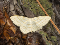 Scopula junctaria