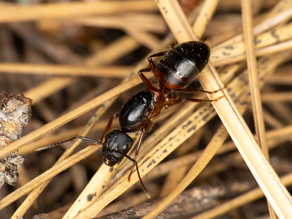 Bicolored Carpenter Ant