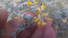 Acmispon argophyllus argophyllus