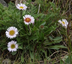 Erigeron alpinus