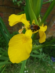 Bombus hypnorum