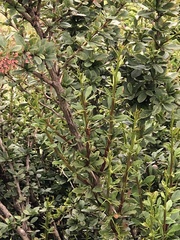 Berberis vulgaris