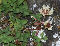 Trifolium pallescens
