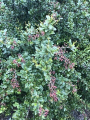 Berberis vulgaris