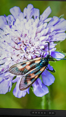 Zygaena