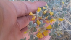 Acmispon argophyllus argophyllus