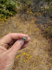 Eriastrum filifolium