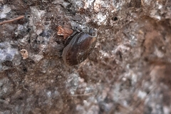 Succineidae