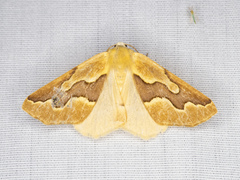 Sabulodes edwardsata