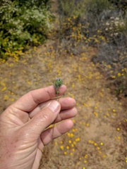 Eriastrum filifolium