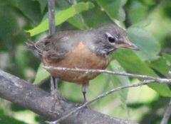 Turdus migratorius