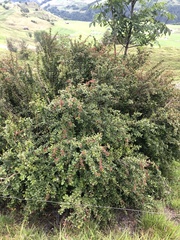 Berberis vulgaris
