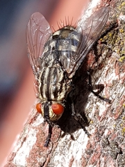 Sarcophagidae