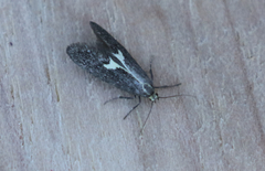 Polix coloradella