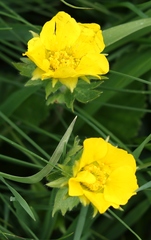 Geum montanum