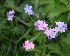 Myosotis alpestris