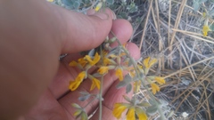 Acmispon argophyllus argophyllus