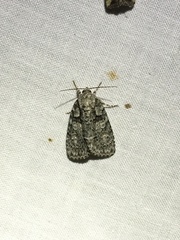 Acronicta retardata