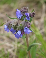 Pulmonaria australis