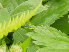 Chlorophanus viridis