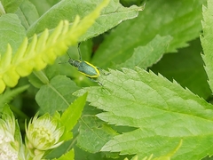 Chlorophanus viridis