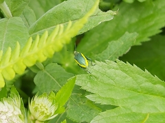 Chlorophanus viridis